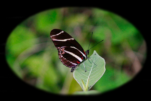 windows users - to view explicitly sharp clear image
of the butterfly - including both of the butterflys 
antennae - save image to desktop and open.