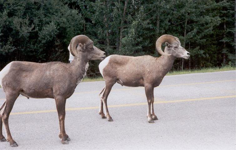 Bighorn sheep near the-Columbia Icefield-of Jasper 
 National Park-Alberta,Canada.